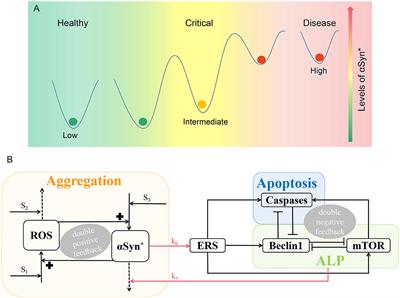 Dynamics of a model for the degradation mechanism of aggregated α-synuclein in Parkinson's disease